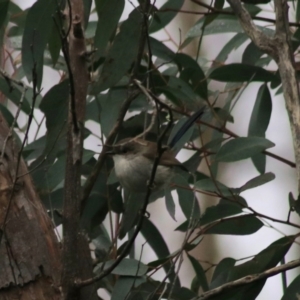 Malurus cyaneus at Goulburn, NSW - 6 Jul 2022