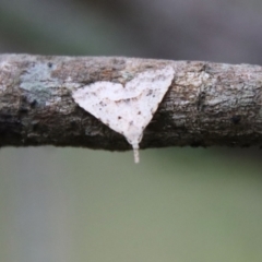 Trigonistis asthenopa at Broulee Moruya Nature Observation Area - 11 Jul 2022 by LisaH