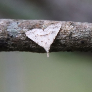 Trigonistis asthenopa at Moruya, NSW - suppressed