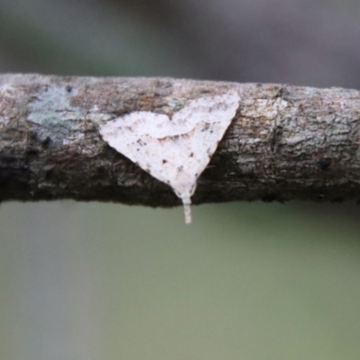 Trigonistis asthenopa (Tiny Snout) at Moruya, NSW - 11 Jul 2022 by LisaH