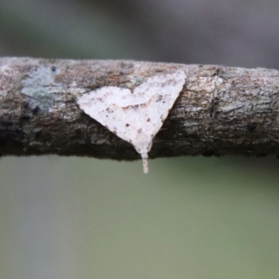 Unidentified Noctuoid moth (except Arctiinae) at Moruya, NSW - 11 Jul 2022 by LisaH