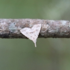Trigonistis asthenopa at Moruya, NSW - suppressed