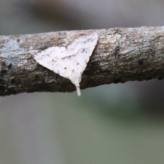 Trigonistis asthenopa at Moruya, NSW - suppressed