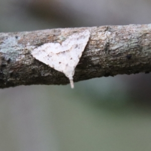 Trigonistis asthenopa at Moruya, NSW - suppressed
