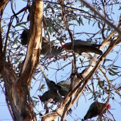 Callocephalon fimbriatum (Gang-gang Cockatoo) at Moruya, NSW - 11 Jul 2022 by LisaH