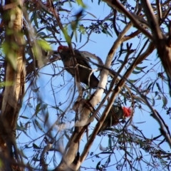 Callocephalon fimbriatum at Moruya, NSW - 11 Jul 2022