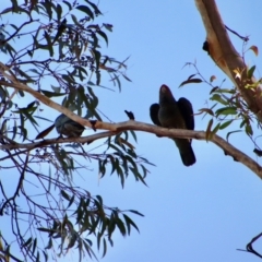 Callocephalon fimbriatum at Moruya, NSW - 11 Jul 2022