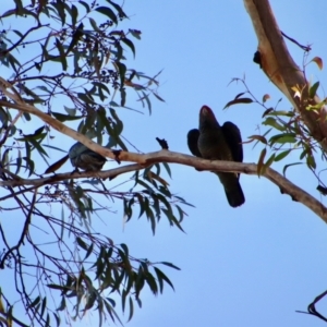 Callocephalon fimbriatum at Moruya, NSW - 11 Jul 2022