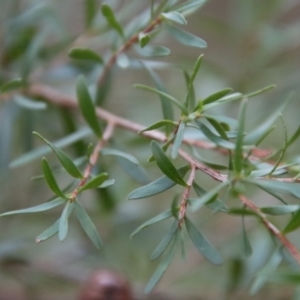 Leptospermum sp. at Moruya, NSW - suppressed