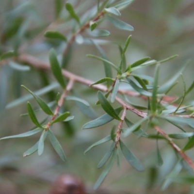 Leptospermum sp. (Tea Tree) at Moruya, NSW - 11 Jul 2022 by LisaH