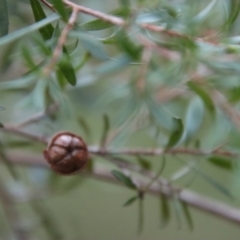 Leptospermum sp. at Moruya, NSW - 11 Jul 2022