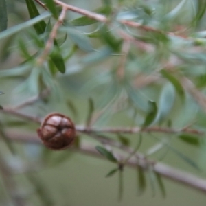 Leptospermum sp. at Moruya, NSW - 11 Jul 2022