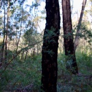 Leptospermum sp. at Moruya, NSW - 11 Jul 2022