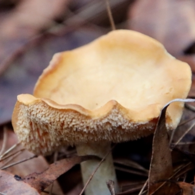 Unidentified Fungus at Moruya, NSW - 11 Jul 2022 by LisaH