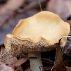 Unidentified Fungus (TBC) at Moruya, NSW - 11 Jul 2022 by LisaH