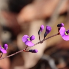 Hardenbergia violacea (False Sarsaparilla) at Broulee Moruya Nature Observation Area - 11 Jul 2022 by LisaH