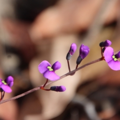 Hardenbergia violacea (False Sarsaparilla) at Moruya, NSW - 11 Jul 2022 by LisaH