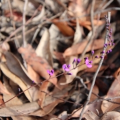 Hardenbergia violacea at Moruya, NSW - 11 Jul 2022