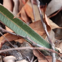 Hardenbergia violacea at Moruya, NSW - suppressed