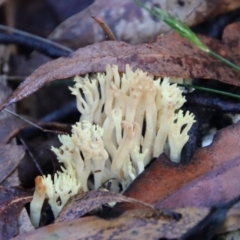 Unidentified Coralloid fungus, markedly branched at Broulee Moruya Nature Observation Area - 10 Jul 2022 by LisaH