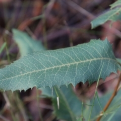 Lomatia ilicifolia (Holly Lomatia) at Moruya, NSW - 11 Jul 2022 by LisaH