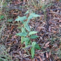 Lomatia ilicifolia at Moruya, NSW - suppressed