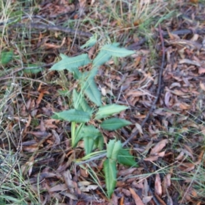 Lomatia ilicifolia at Moruya, NSW - suppressed