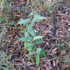 Lomatia ilicifolia at Moruya, NSW - 11 Jul 2022
