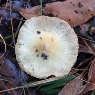 Unidentified Fungus at Broulee Moruya Nature Observation Area - 10 Jul 2022 by LisaH