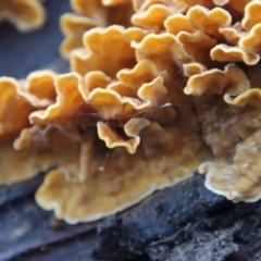 Stereum hirsutum (Hairy Curtain Crust) at Broulee Moruya Nature Observation Area - 10 Jul 2022 by LisaH