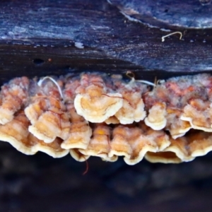 Stereum hirsutum at Moruya, NSW - suppressed