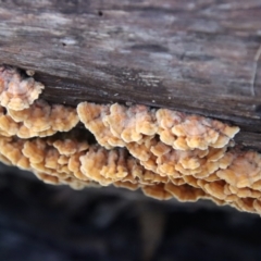 Stereum hirsutum at Moruya, NSW - suppressed