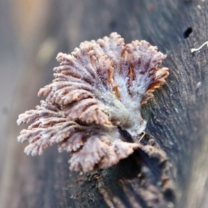 Schizophyllum commune at Moruya, NSW - suppressed