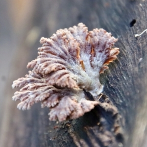 Schizophyllum commune at Moruya, NSW - 11 Jul 2022