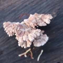 Schizophyllum commune at Moruya, NSW - 11 Jul 2022