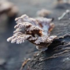 Schizophyllum commune at Moruya, NSW - 11 Jul 2022