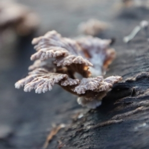 Schizophyllum commune at Moruya, NSW - 11 Jul 2022