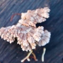 Schizophyllum commune at Moruya, NSW - 11 Jul 2022