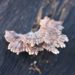 Schizophyllum commune at Moruya, NSW - 11 Jul 2022