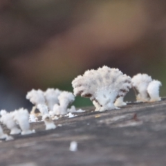 Schizophyllum commune (Split Gill Fungus) at Moruya, NSW - 10 Jul 2022 by LisaH