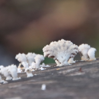Schizophyllum commune (Split Gill Fungus) at Broulee Moruya Nature Observation Area - 10 Jul 2022 by LisaH