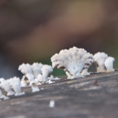 Schizophyllum commune (Split Gill Fungus) at Moruya, NSW - 11 Jul 2022 by LisaH