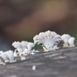 Schizophyllum commune at Moruya, NSW - 11 Jul 2022