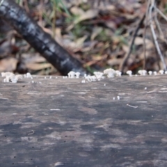 Schizophyllum commune at Moruya, NSW - suppressed