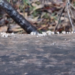 Schizophyllum commune at Moruya, NSW - 11 Jul 2022