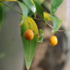 Eustrephus latifolius (Wombat Berry) at Moruya, NSW - 10 Jul 2022 by LisaH