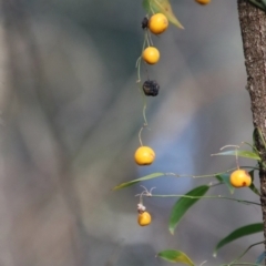 Eustrephus latifolius at Moruya, NSW - suppressed