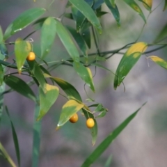 Eustrephus latifolius at Moruya, NSW - 11 Jul 2022