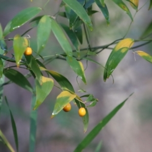 Eustrephus latifolius at Moruya, NSW - suppressed