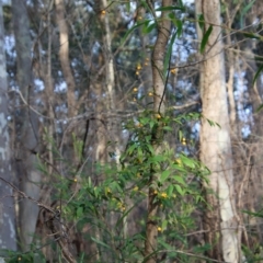 Eustrephus latifolius at Moruya, NSW - suppressed